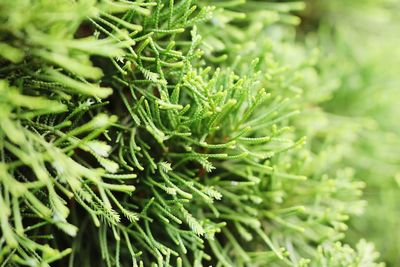 Close-up of pine tree