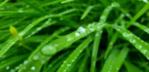 Close-up of water drops on leaf