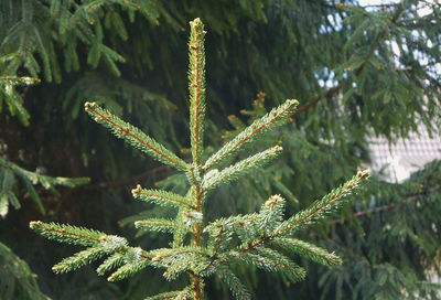 Close-up of fresh green plant