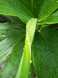 Close-up of wet leaf