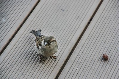 Bird perching on wooden plank