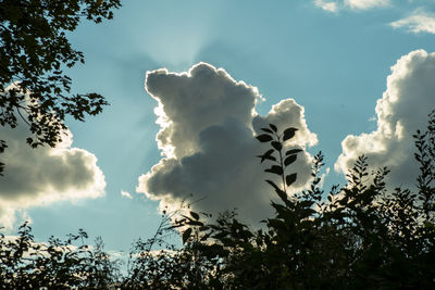 Low angle view of trees against sky