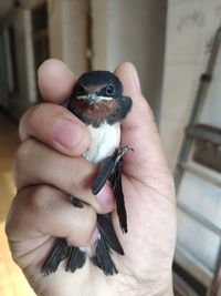 Close-up of hand holding small bird