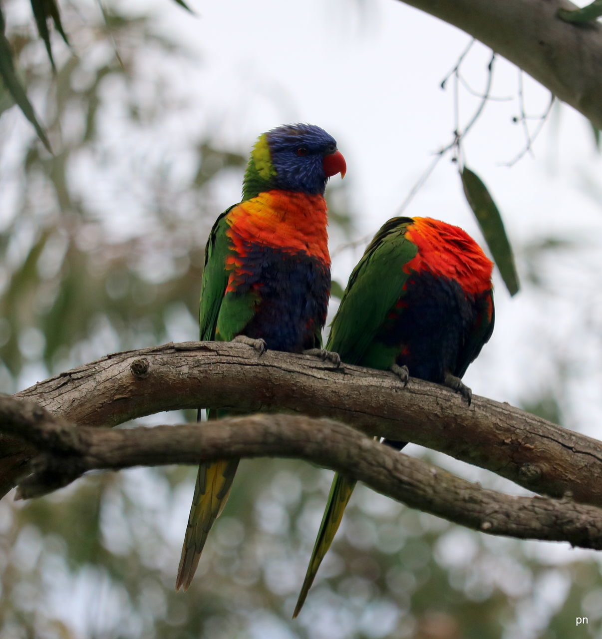 PARROT PERCHING ON BRANCH