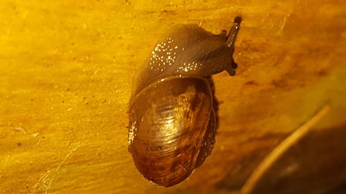 Close-up of snail