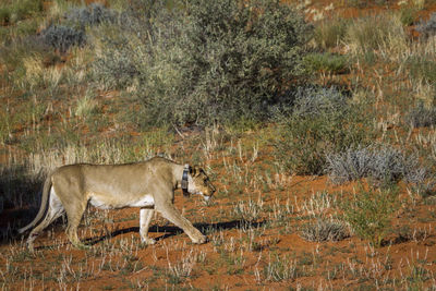 African lioness with tracking collar walking in kgalagadi transfrontier park, south africa