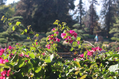 Close-up of pink flowers blooming on tree