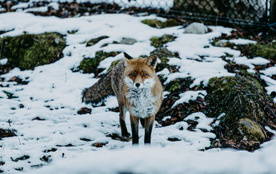 Fox standing on snow covered field