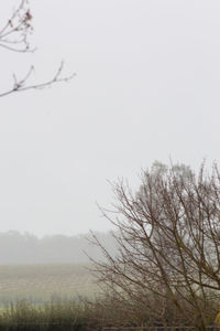 Bare tree by calm lake in foggy weather