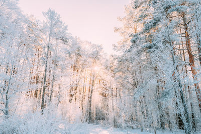 Plants growing on snow covered land