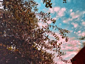 Low angle view of flowering tree against sky