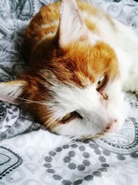 Close-up of cat sleeping on bed