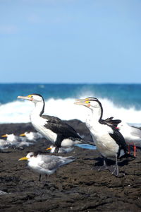 Bird perching on beach against sky