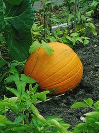 High angle view of pumpkin growing on field