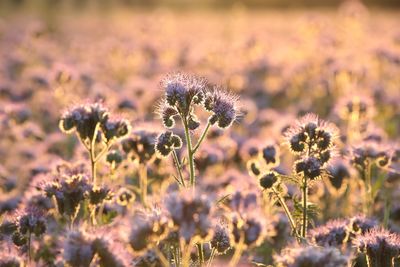 Close-up of flowering plant on field