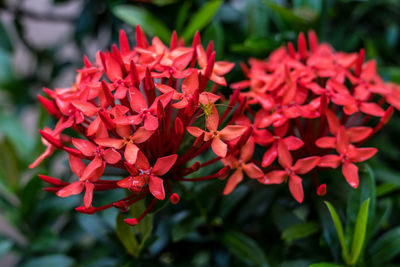 Close-up of red flowering plants