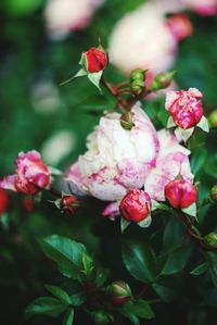 Close-up of pink roses blooming outdoors