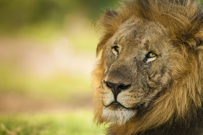 Close-up portrait of lion