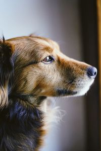 Close-up of dog looking away