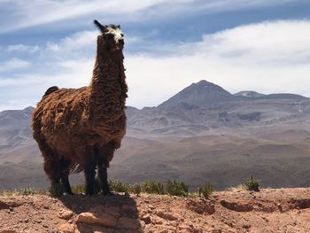 View of a horse on mountain against cloudy sky