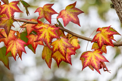 Close-up of maple leaves on branch