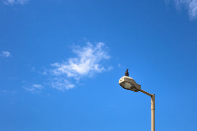 Low angle view of bird on street light against sky