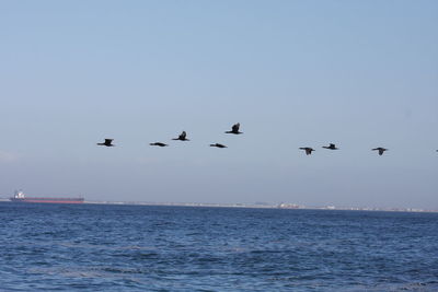 Birds flying over sea against clear blue sky