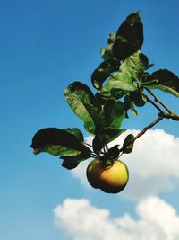 Low angle view of fruits on tree against sky