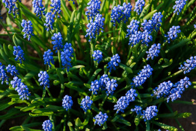 Close-up of purple flowering plants