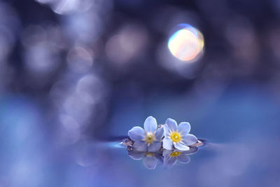 Close-up of white cherry blossom