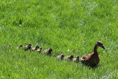 Ducks in a field