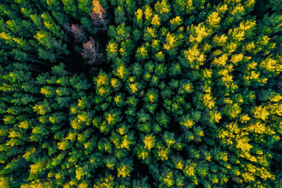 Full frame shot of yellow flowering plants