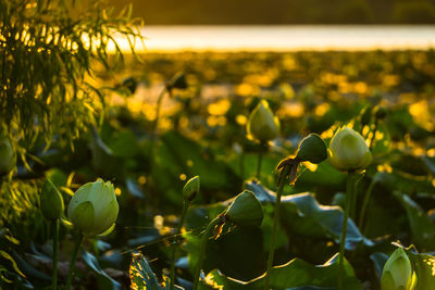 Close-up of plants