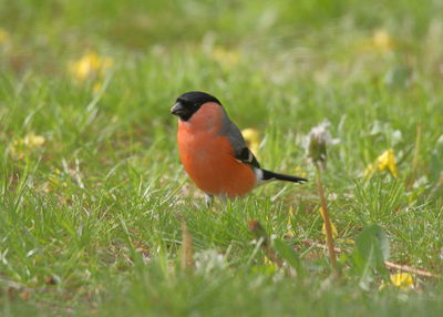 Close-up of bird perching on grass