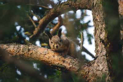 Squirrel on tree trunk