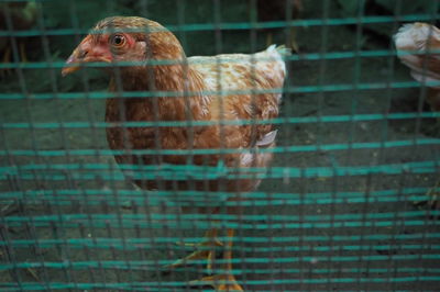 Close-up of bird in cage