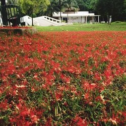 Flowers growing in field