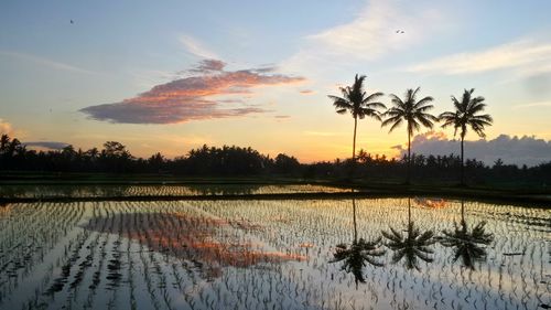 Scenic view of field against sky at sunset