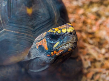 Close-up of a turtle