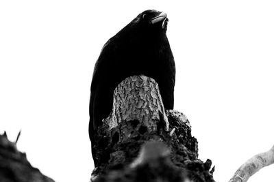 Low angle view of bird perching on rock against sky