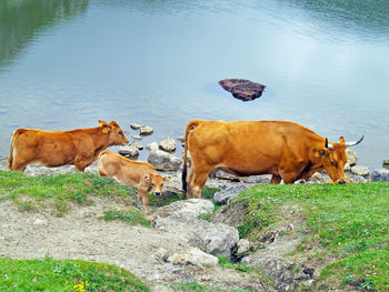Cows on field against water