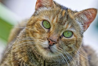 Close-up portrait of cat