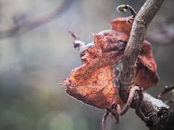 Close-up of dry leaves on branch