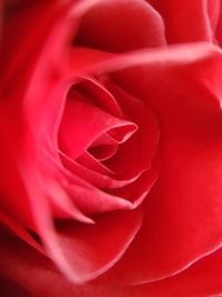 Full frame shot of red flower