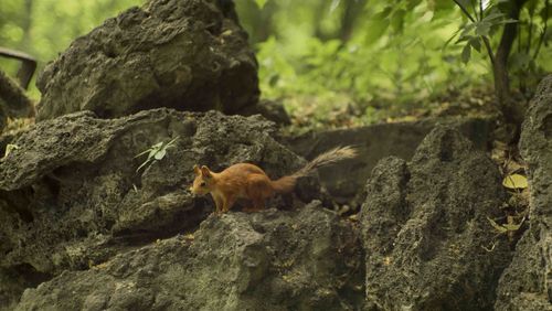 View of lizard on rock