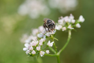 Close-up of bee pollinating on flower