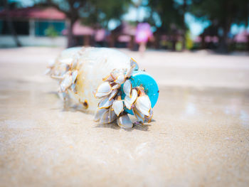 Close-up of shells on the beach