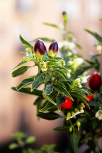 Close-up of plant