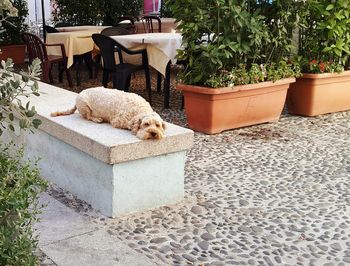 Dog relaxing on retaining wall