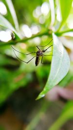 Close-up of insect on leaf